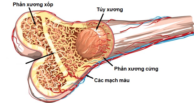 Kết quả hình ảnh cho cấu trúc xương ngắn